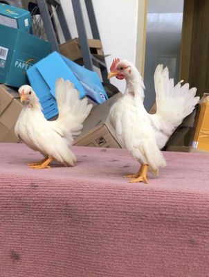 cặp nhạn 3 tháng (Đã bán). Mua bán Gà tại Quận Ninh Kiều Cần Thơ được đăng bởi lợi