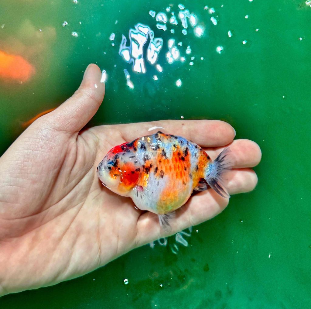 Cá Ranchu Calico Đa sắc. Mua bán Thú cưng khác tại Huyện Hóc Môn Tp Hồ Chí Minh được đăng bởi Tiệm Nhà Cá Vàng  hình 1