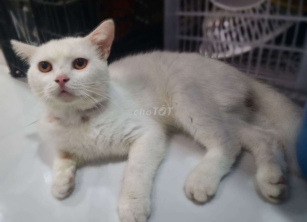 Mèo Trắng mắt Hổ phách. Mua bán Mèo tại Huyện Hóc Môn Tp Hồ Chí Minh được đăng bởi Nguyễn tín hình 1