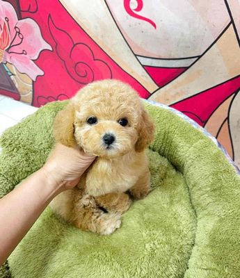 Chó Poodle Nâu vàng đã tiêm phòng