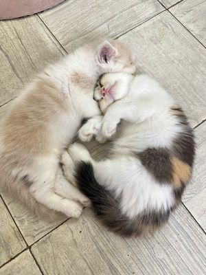 Mèo anh lông ngắn form bự. Mua bán Mèo tại Quận Tân Bình Tp Hồ Chí Minh được đăng bởi Lan