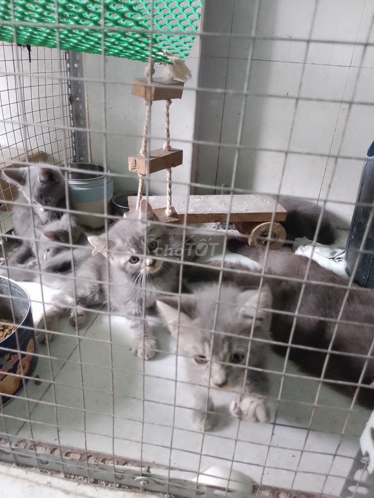 Mèo MaineCoon lai. Mua bán Mèo tại Huyện Hóc Môn Tp Hồ Chí Minh được đăng bởi Quy Le hình 2