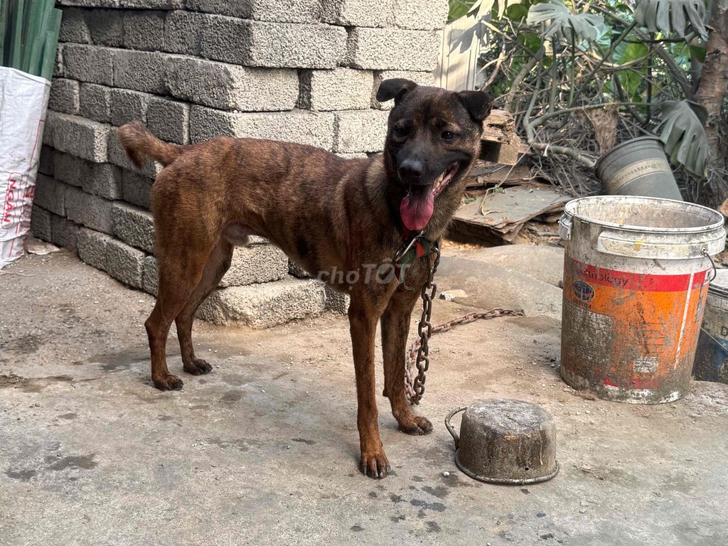 Chó Lai Phú Quốc đực. Mua bán Chó tại Thành phố Huế Thừa Thiên Huế được đăng bởi Minh Nhật hình 1
