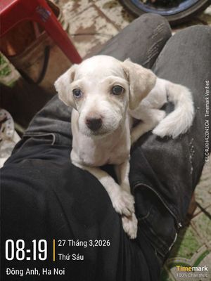 Chó Poodle đực hơn 3 tháng đã tiêm