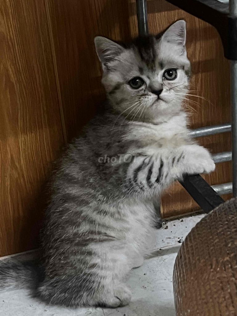 cần tìm nhà mới cho 2 bé mèo ALN. Mua bán Mèo tại Quận Liên Chiểu Đà Nẵng được đăng bởi Trần đức sang hình 1
