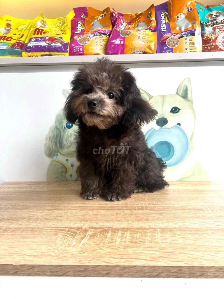 BÉ POODLE THUẦN XÁM CUỐI CÙNG LẤY VÍA MỀM NHƯ TĂNG