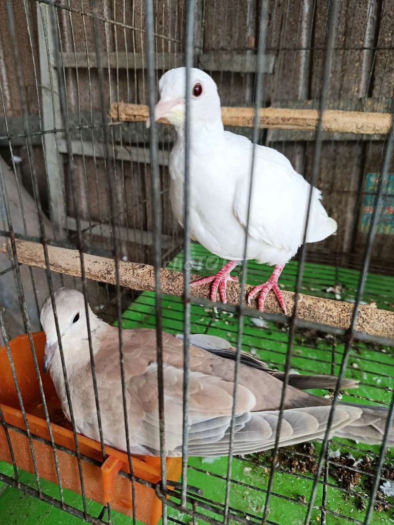 Chim Cu Pháp tơ. Mua bán Chim tại Thành phố Thuận An Bình Dương được đăng bởi Nhan Nguyen hình 1