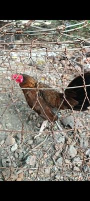 Gà Jap Cuban Mỹ 1.35kg Nâu