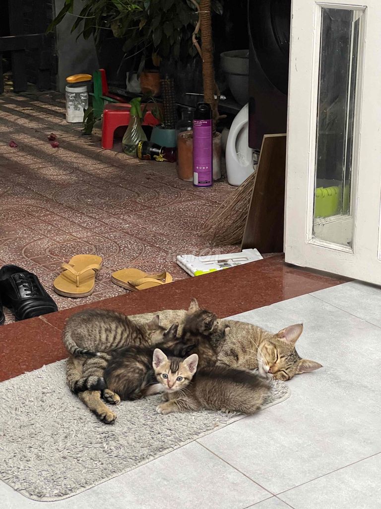 Mèo con Vằn. Mua bán Mèo tại Thành phố Thủ Đức Tp Hồ Chí Minh được đăng bởi Phạm Phú Thanh Thiên hình 1