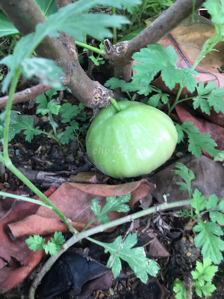 Mận đào đá ( quả roi ) cây choai đến cây lớn.