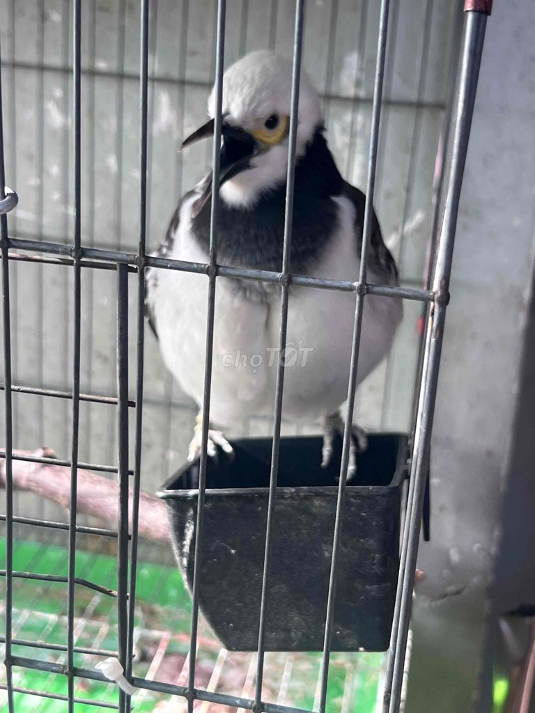 Chim cưỡng đen trắng biết nói. Mua bán Chim tại Quận 6 Tp Hồ Chí Minh được đăng bởi Leminhhoang hình 1
