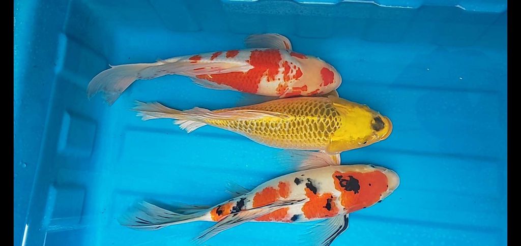 Cá Koi Bướm 50cm