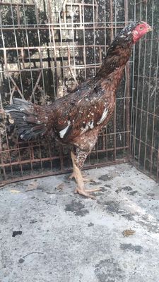 Gà đòn Mái Ó Bông 07. Mua bán Gà tại Quận 1 Tp Hồ Chí Minh được đăng bởi Thạch