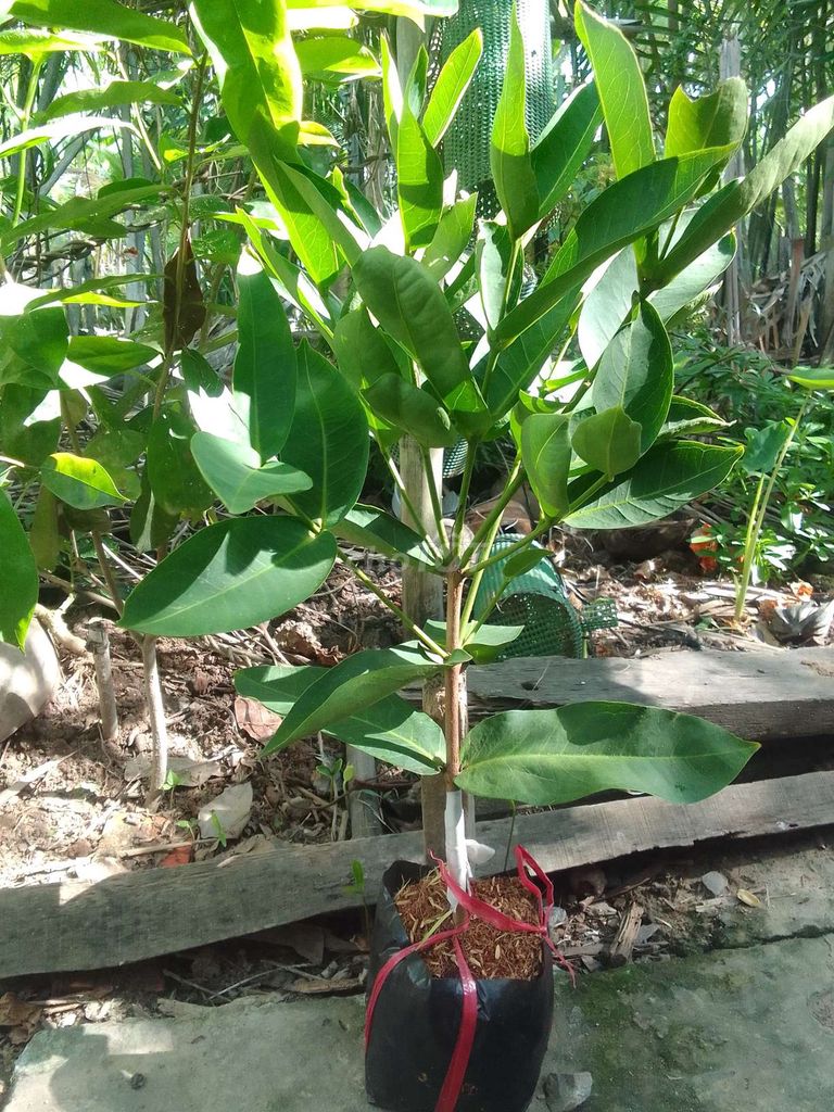 Cây giống Mận Chợ Lách Xanh. Mua bán Đồ chuyên dụng, Giống nuôi trồng tại Huyện Mỏ Cày Bắc Bến Tre được đăng bởi van chuyen hình 1