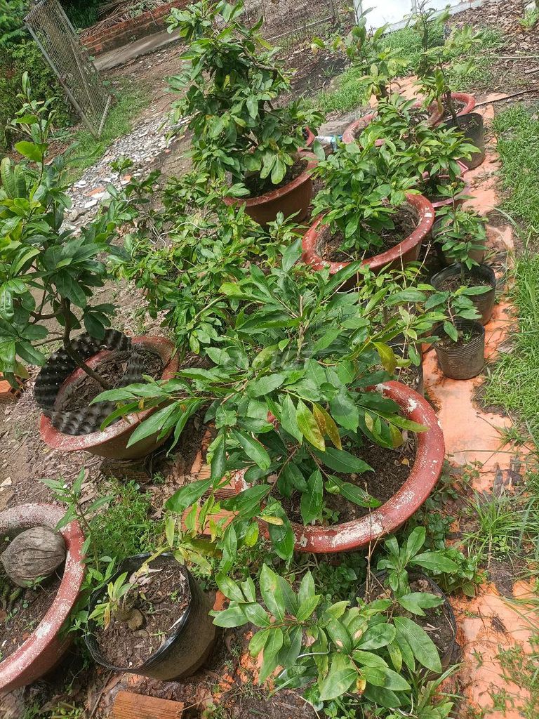 Mai ghép các loại cúc mặt hoa đẹp. Mua bán Cây cảnh, đồ trang trí tại Quận Bình Thuỷ Cần Thơ được đăng bởi Dương Vũ hình 1