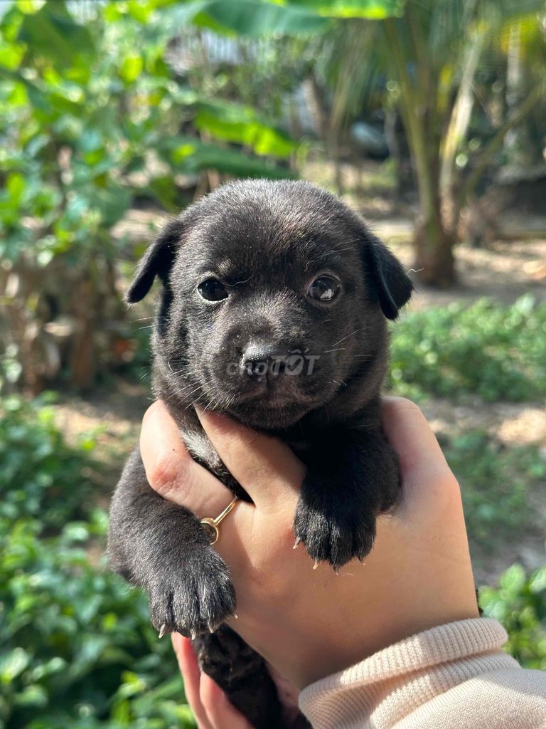 Chó cỏ hơn 1 tháng tuổi. Mua bán Chó tại Quận Bình Thuỷ Cần Thơ được đăng bởi Lê Nguyễn Hải Duy hình 1
