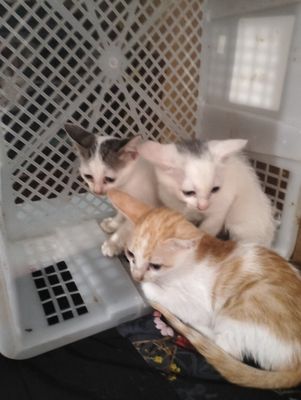 Mèo ta Trắng cam gần 2thg có đuc và cai