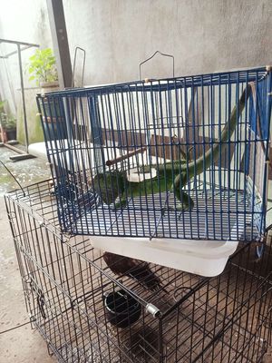 Glgl gà thịt ae ai cần nt e. Mua bán Gà tại Huyện Hóc Môn Tp Hồ Chí Minh được đăng bởi nguyễn quốc hội