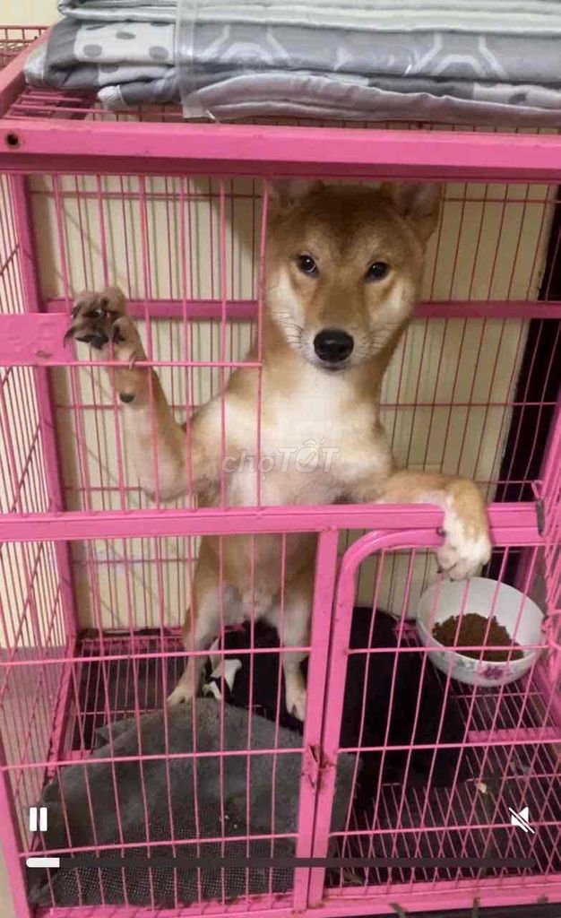 Chó shiba inu đực đã chích 4 mũi của mỹ, có chip. Mua bán Chó tại Quận Thanh Khê Đà Nẵng được đăng bởi Khang Uy hình 1