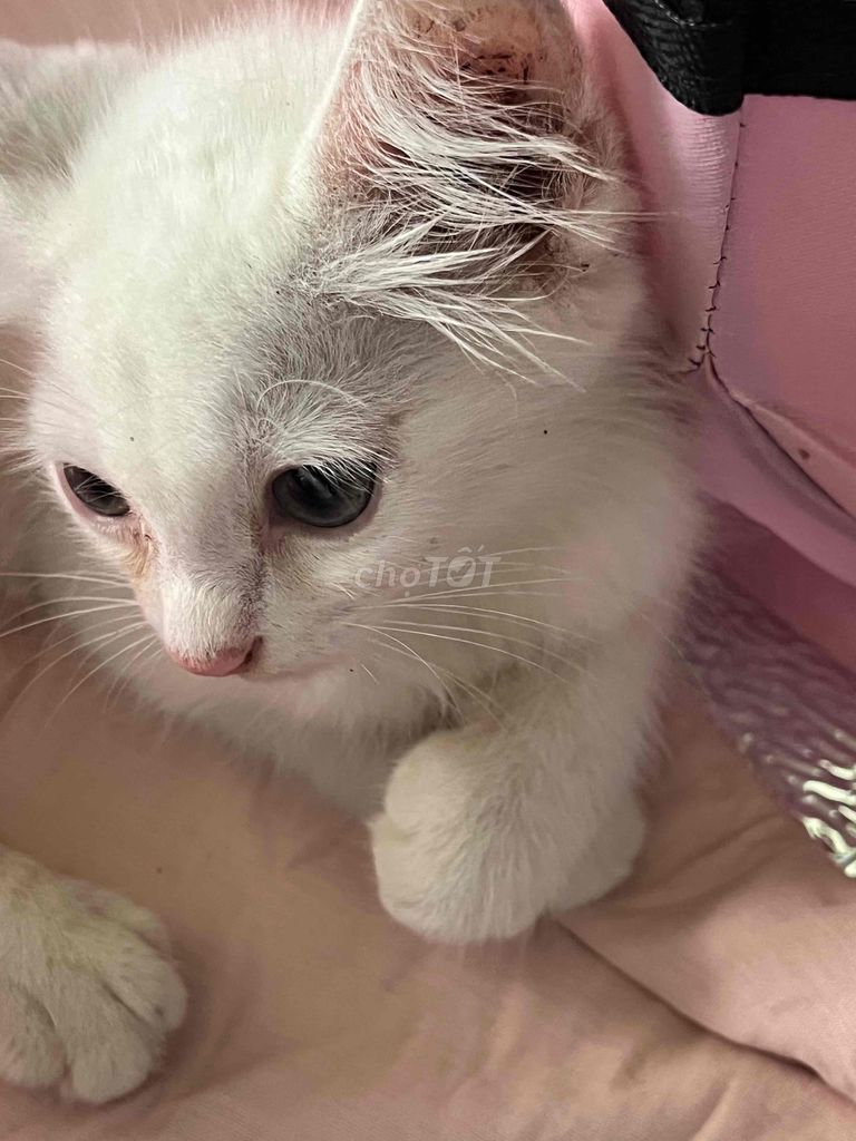 mèo nga lai anh lông ngắn 2 tháng rưỡi