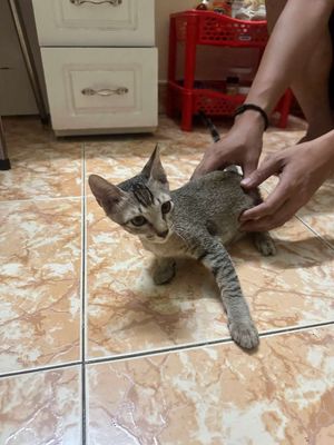 Mèo Ta Lai Xiêm đực mèo con Vàng, Xám vằn