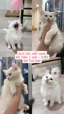 mèo ald cái