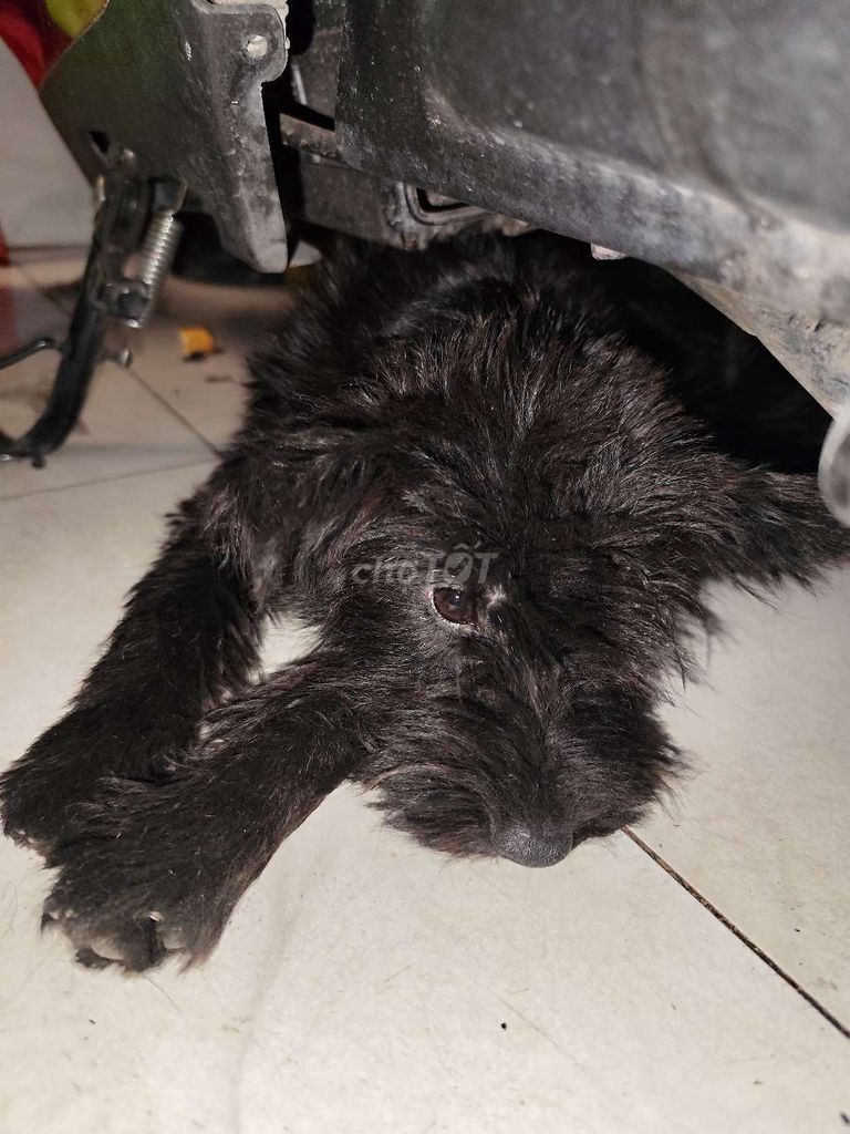 Chó Poodle Đen. Mua bán Chó tại Quận 6 Tp Hồ Chí Minh được đăng bởi Duy hình 1