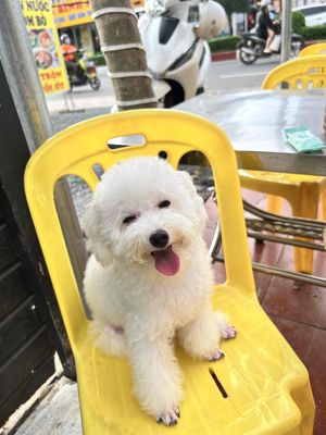 Tìm ba mẹ thật sự yêu thương em, pe là dòng teacup