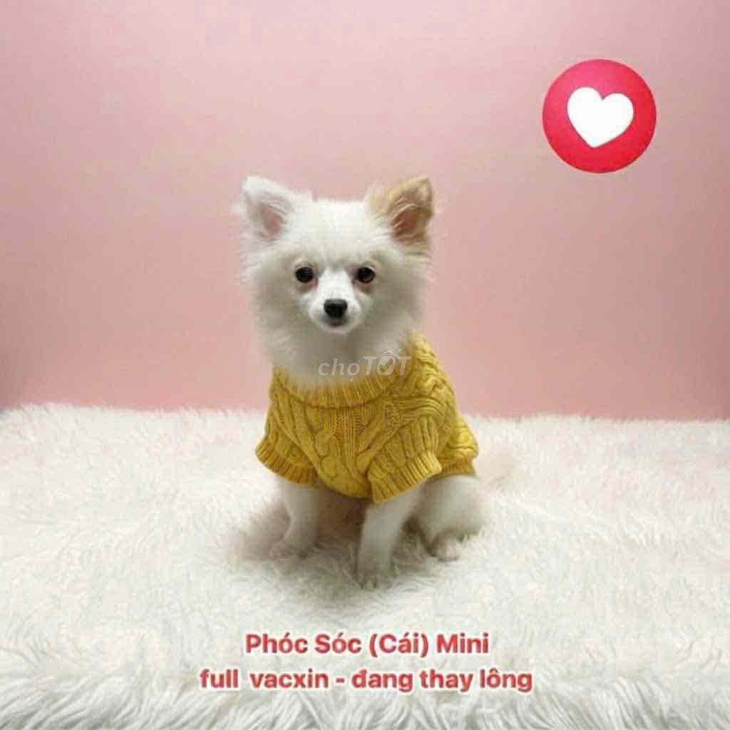 🍒🍒Chó Phốc sóc cái 4 tháng tuổi chích ngừa full🍒🍒. Mua bán Chó tại Huyện Hóc Môn Tp Hồ Chí Minh được đăng bởi SIÊU PET SG UY TÍN  hình 1