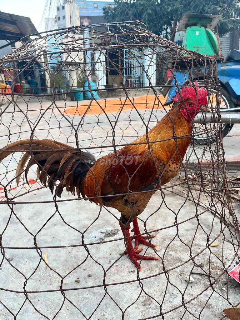 khét 3k2 nhanh lẹ có bớt xe cộ. Mua bán Gà tại Huyện Ba Tri Bến Tre được đăng bởi Tuấn hình 1