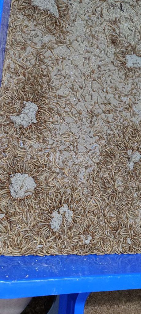 Sâu mealworm "sữa, thái, trung" 500g- 1kg. Mua bán Phụ kiện, Thức ăn, Dịch vụ tại Quận 6 Tp Hồ Chí Minh được đăng bởi Đông Sử hình 5