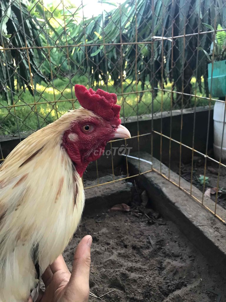 Bướm cứu mẹ bổn tân rạch giá. Mua bán Gà tại Huyện Bình Chánh Tp Hồ Chí Minh được đăng bởi Việt Gà hình 1
