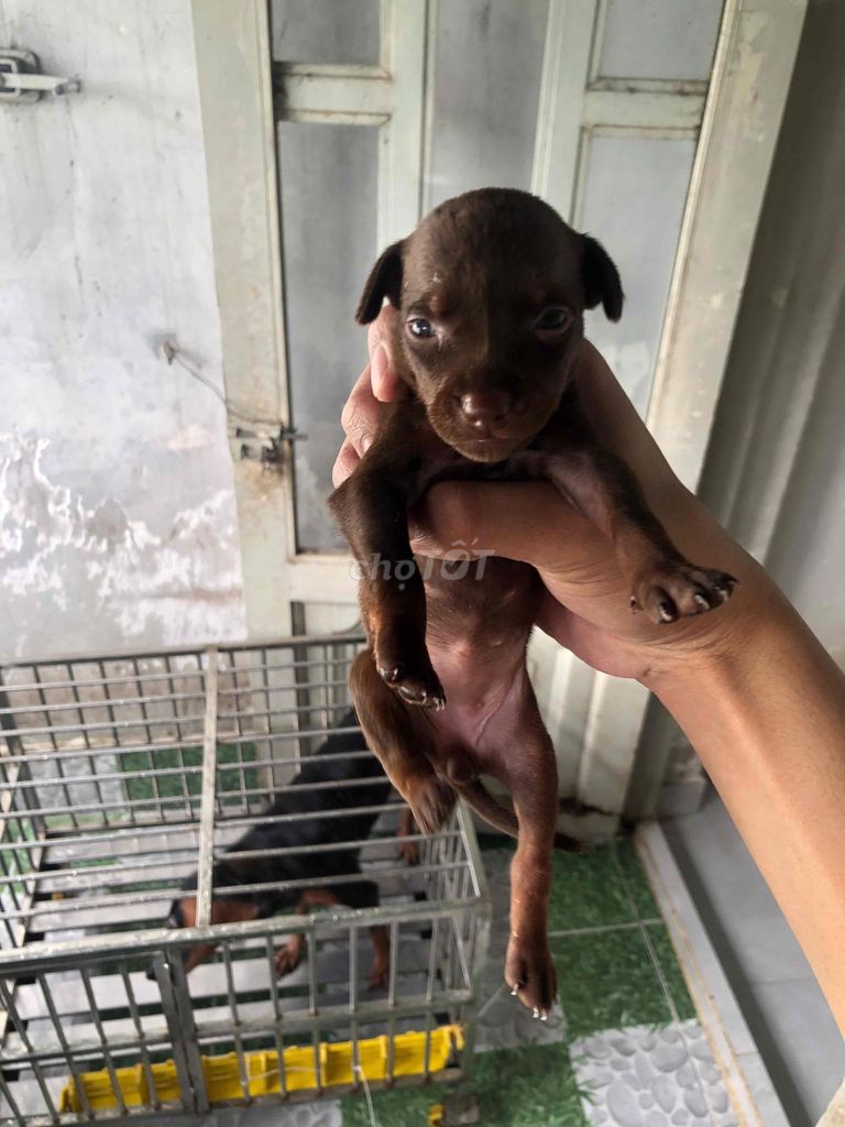 chó phóc hưu thuần chủng. Mua bán Chó tại Quận 12 Tp Hồ Chí Minh được đăng bởi Nguyễn hoàng vinh quang hình 3