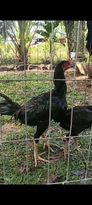 Cặp gà ấn Độ 3 tháng. Mua bán Gà tại Quận Cái Răng Cần Thơ được đăng bởi trại gà mỹ hậu Giang 