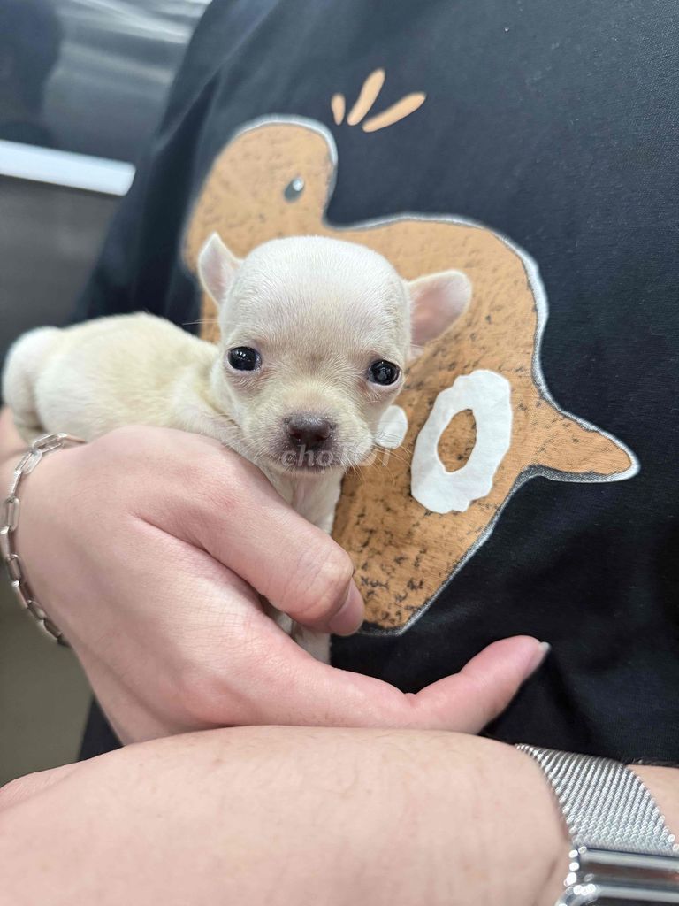 pass Chihuahua cái 2 tháng Trắng kem. Mua bán Chó tại Thành phố Thủ Đức Tp Hồ Chí Minh được đăng bởi Trà My hình 1