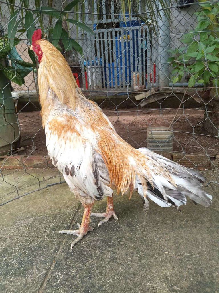 Cú Vàng 2k7. Mua bán Gà tại Huyện Bình Đại Bến Tre được đăng bởi Vua Lông Vũ hình 1
