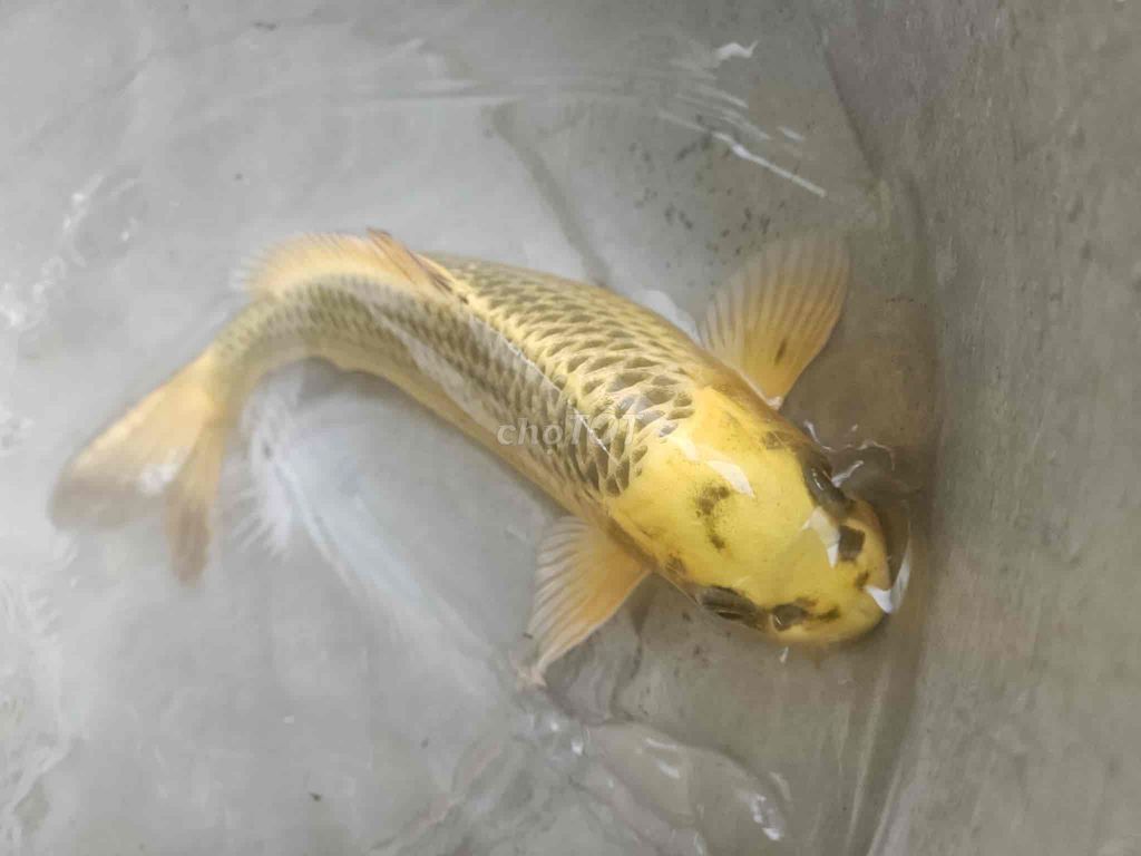 cá koi 30cm