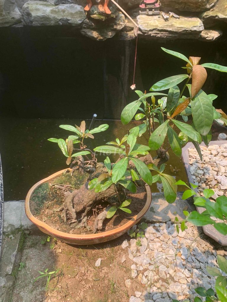 Cây cảnh Bonsai để bàn. Mua bán Cây cảnh, đồ trang trí tại Quận Kiến An Hải Phòng được đăng bởi Cảnh Dương hình 1