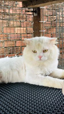 Nhượng lại hai em mèo. Mua bán Mèo tại Thành phố Biên Hòa Đồng Nai được đăng bởi Huynh Nguyễn Thế