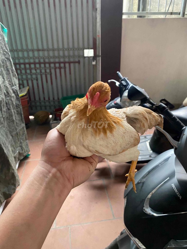 Gà Bắc Cộc mái. Mua bán Gà tại Thị xã Từ Sơn Bắc Ninh được đăng bởi cường nguyễn hình 1