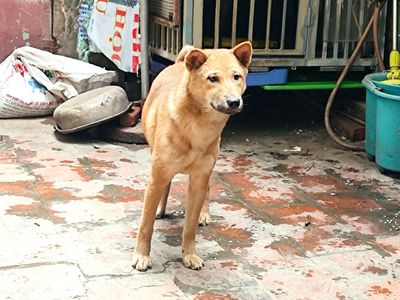 Giảm tải cần gả em mông cộc thỏ cái, đốm lưỡi. Mua bán Chó tại Quận Hà Đông Hà Nội được đăng bởi seven.gtvt