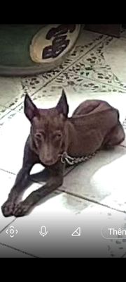 Chó Phú Quốc cái 3 tháng chân màng. Mua bán Chó tại Quận 1 Tp Hồ Chí Minh được đăng bởi tú