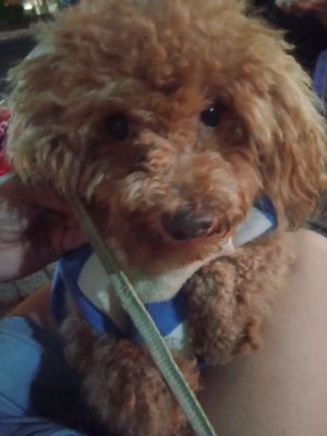 Cho khoẻ. Mua bán Chó tại Thành phố Long Xuyên An Giang được đăng bởi My Giang