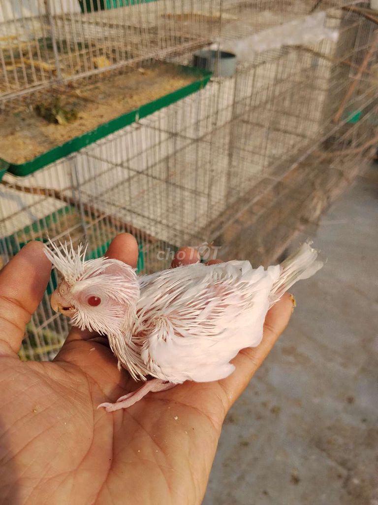 Vẹt Cockatiel Trắng Vàng Non. Mua bán Chim tại Quận Liên Chiểu Đà Nẵng được đăng bởi Thai Hoa hình 1