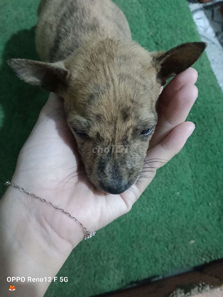 Chó Phú Quốc lai cái. Mua bán Chó tại Huyện Đất Đỏ Bà Rịa - Vũng Tàu được đăng bởi Dương Hy hình 1