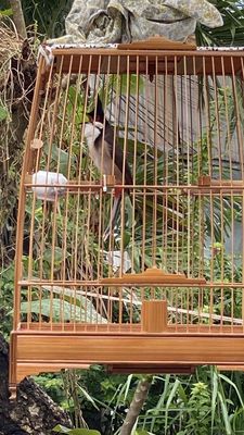 cb thi tuần. Mua bán Chim tại Huyện Hóc Môn Tp Hồ Chí Minh được đăng bởi Ngọc phạm