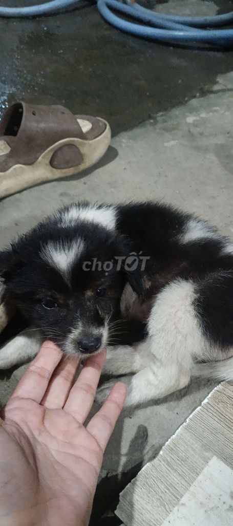 Chó Đen trắng Đực cái Khỏe mạnh. Mua bán Chó tại Huyện Kế Sách Sóc Trăng được đăng bởi bảo hình 1