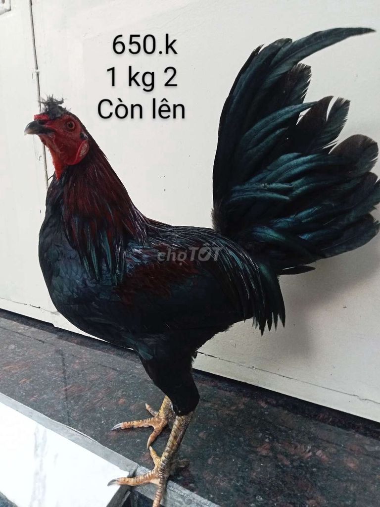 Gà zin ae nhé hiện 1 kg 2 còn lên