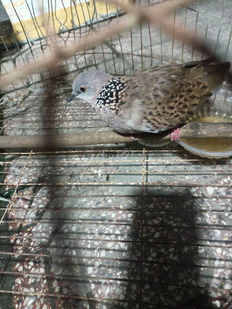 Chim Cu Thái Nâu . Mua bán Chim tại Thành phố Thủ Đức Tp Hồ Chí Minh được đăng bởi khuê nguyễn hình 1