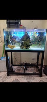 Bể cá cảnh Kính Sắt 90x60x45cm. Mua bán Phụ kiện, Thức ăn, Dịch vụ tại Quận Ba Đình Hà Nội được đăng bởi Hung Hoang